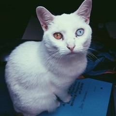 Meow Mix #002