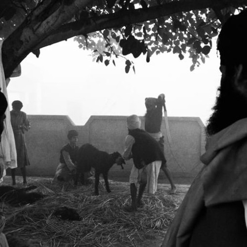 Jhatka Maryada | Akali Nihang Singhs