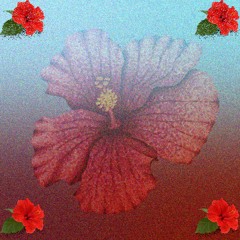 hibiscus (feat. aira) (on all platforms!)
