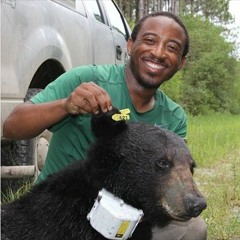 Bears and Beavers: Don Hardeman