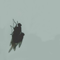 Granpa's Wildest Dreams