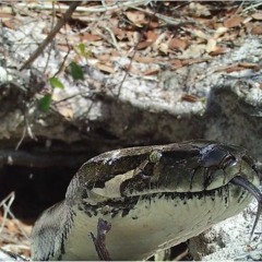 Suspicions and Pythons: Kodiak Hengstebek