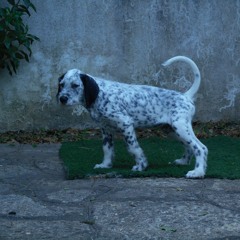 Rádio Voxx "Mensageiro da Moita" + Mixes 28/03/2001