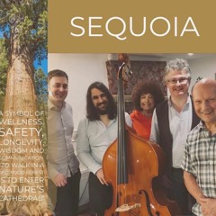 Stella By Starlight - Sequoia