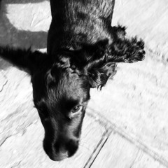 HouseHound Podcast 16