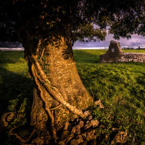 Irish Spring Morn