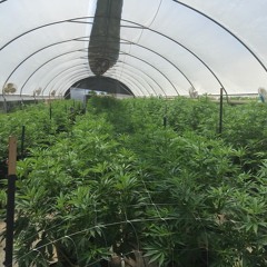 Pharaoh - All I Know Is Trap (By @Blackmetaphor X @Fuse808mafia)