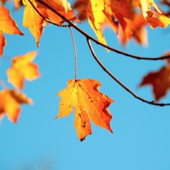 In The Fall - live in studio, trio version