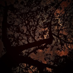 Tequila Sunrise ft. Tree Karma (prod. imas)