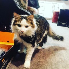 Melancholy Song For A Sleepy Cat