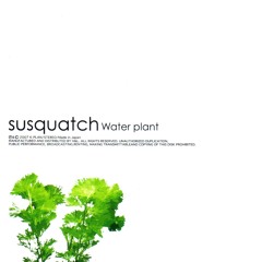 Susquatch - The Summer Solstice