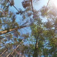 sequoia
