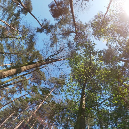 sequoia