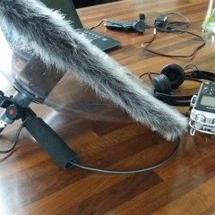 Curlew calling at night on Lough Neagh