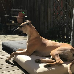 GOOD VIBES (DAY 33 LAST DAY)