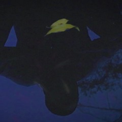 BANDOS 🔵🌀 (Prod. Adie)