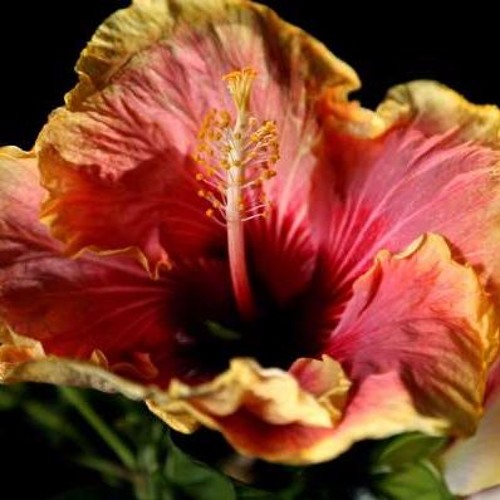 LE1F - HIBISCUS (produced by Boody)