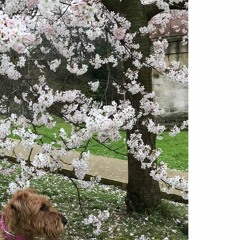 Blossom