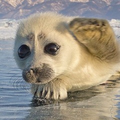 Graisse de phoque (instru 2019)