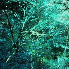 森の魔法陣 -Magic Circle in the Forest-
