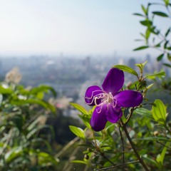 Flor ( 12-String Version)