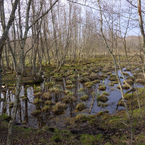 A walk through the landscape of Matsalu National Park, Estonia.