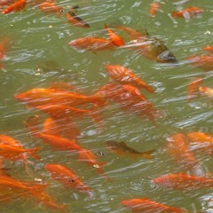 Jeff Gburek & Marco Lucchi - Drop out