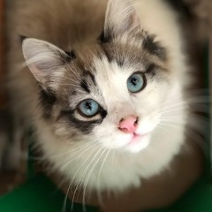 HappyBdayGaby.luxmix.2019