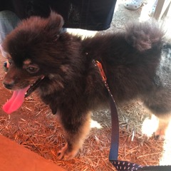 美しく生きるものの話