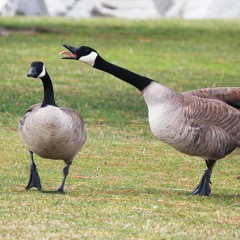 let's synthesize a goose: two