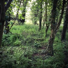 Dawn chorus North Wick wood No. 3