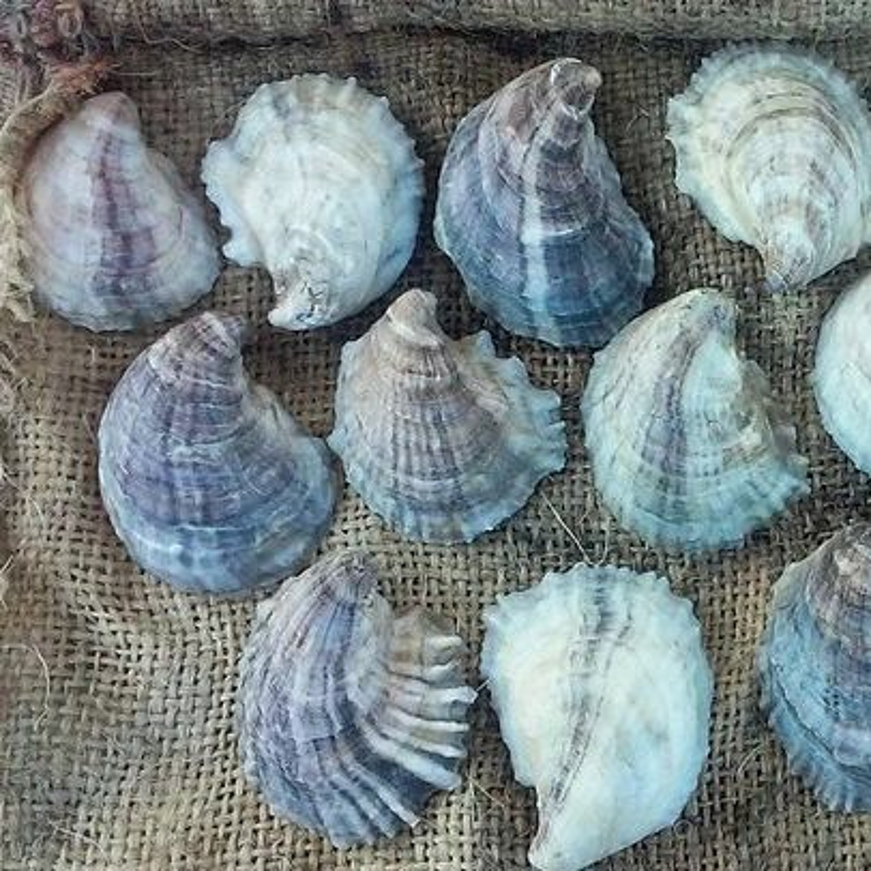 Coastal Advocacy Adventures Podcast