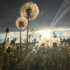 BELLA CIAO (raff/premix)