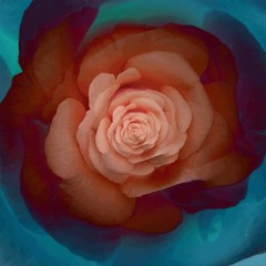 Neu Roses by Daniel Caesar, cover