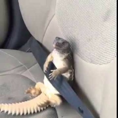 Backseat Reptile