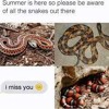 Summer Snakes Vol. 1 (LIVE)