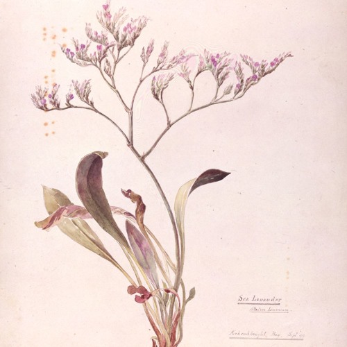 Stream What does a plant sound like? Listen to What does a plant