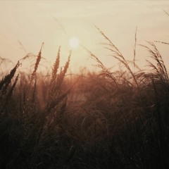 Morning song - demo