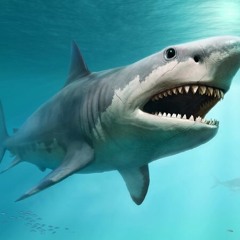 Young Mapp - Big sharks