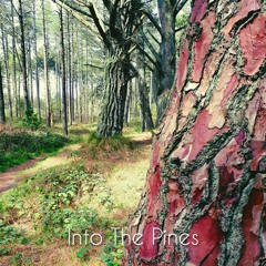 Into The Pines