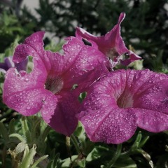 April Passes By Like A Ribbon In The Wind