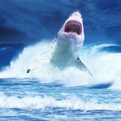 Project Sharkpuppy.mp3
