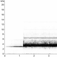 Vineyard Mole-cricket  (Gryllotalpa vineae)
