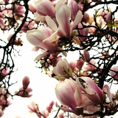 Magnolia