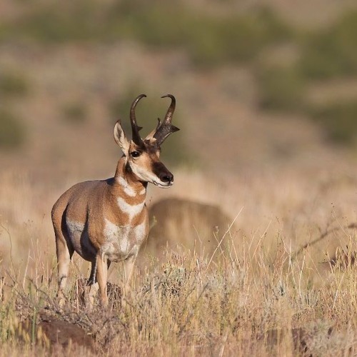 Stream Big Game Application Procrastinators By The Nevada Department Of 
