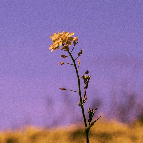 Shiloh Dynasty-Bad Idea (Slowed)