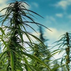 Cañamo - Philip Morris x 11sound