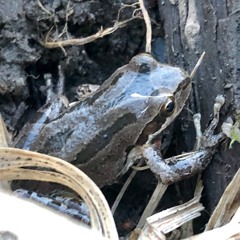 Chorus Frogs, Sparse, pre-Dawn, 2019-04-22
