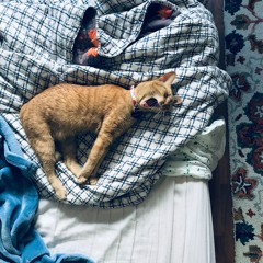 there's a bird in our home