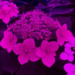 絶え間ない雨の中 (feat. IA)